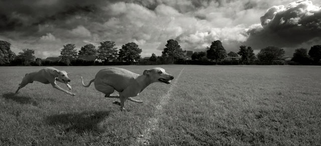Winner of a Leica V-Lux camera and $1,200 cash award in the I-SHOT-IT.COM Dog Photo Competition May 2013. By Bob Patrefield, UK.