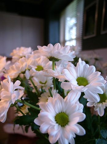 Flowers in the kitchen