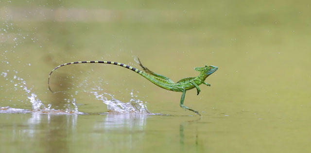 The winner of the I-SHOT-IT.COM Wildlife Competition 2013. By Bence Mate, Hungary.